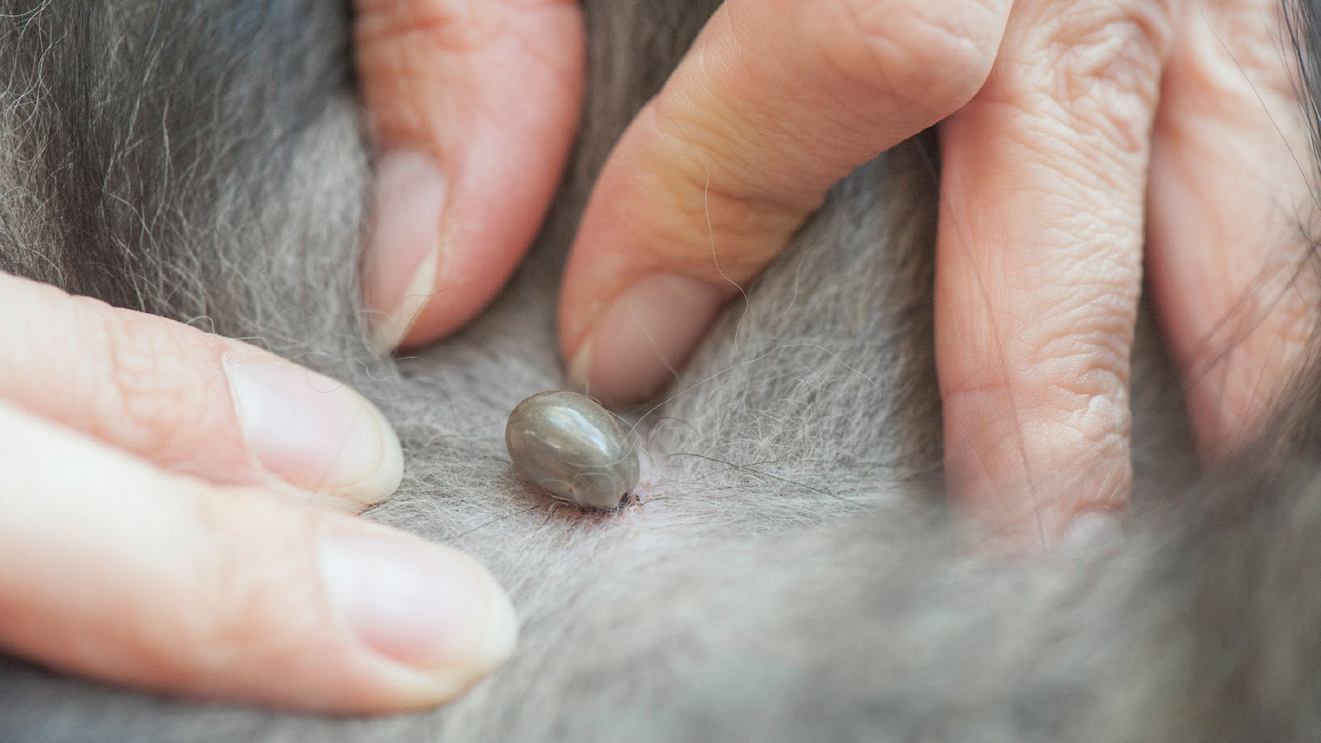 Tierärzteverlag - So diagnostizieren Sie canine Ehrlichiose (Ehrlichia