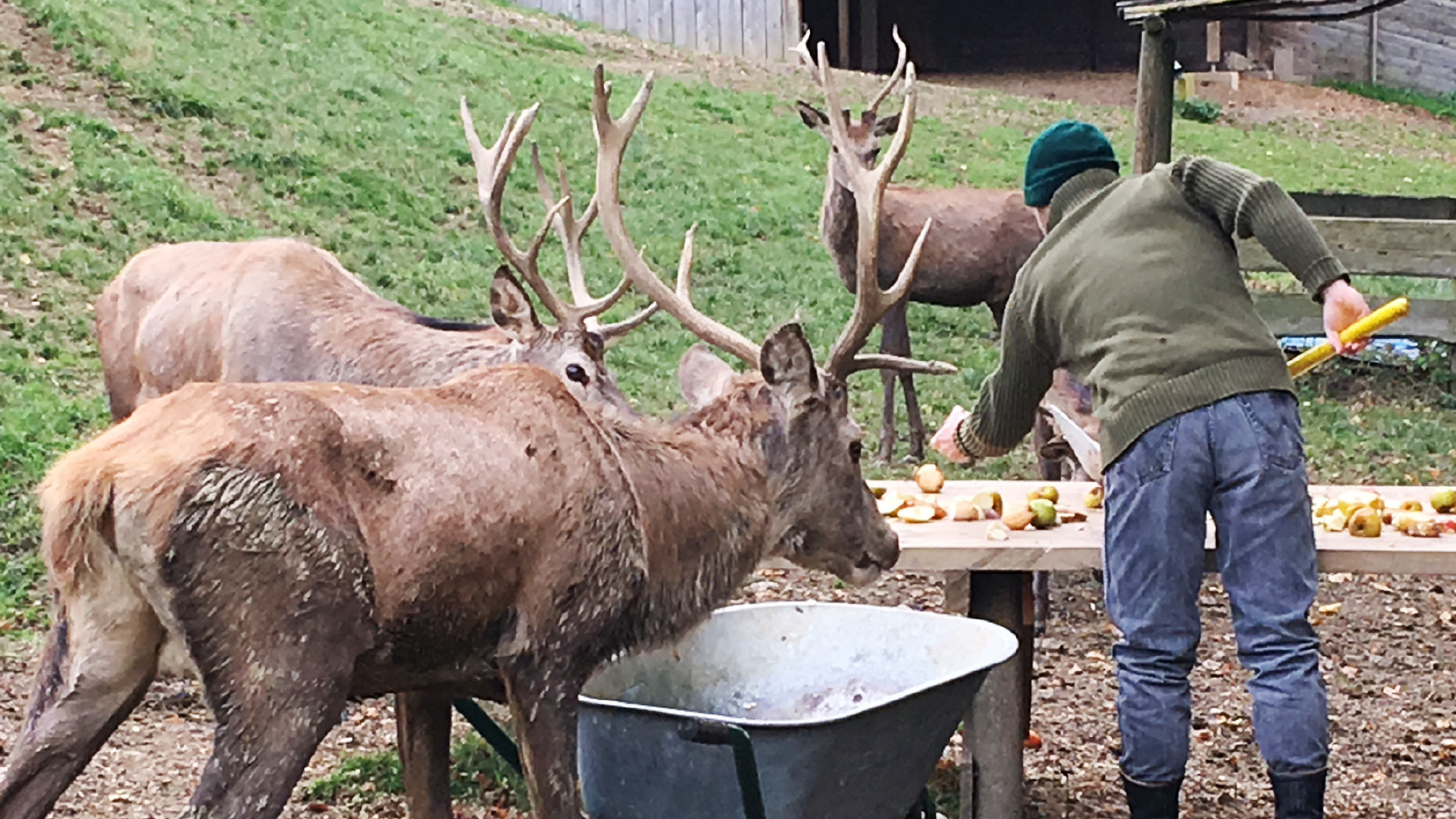 Farmwildhaltung