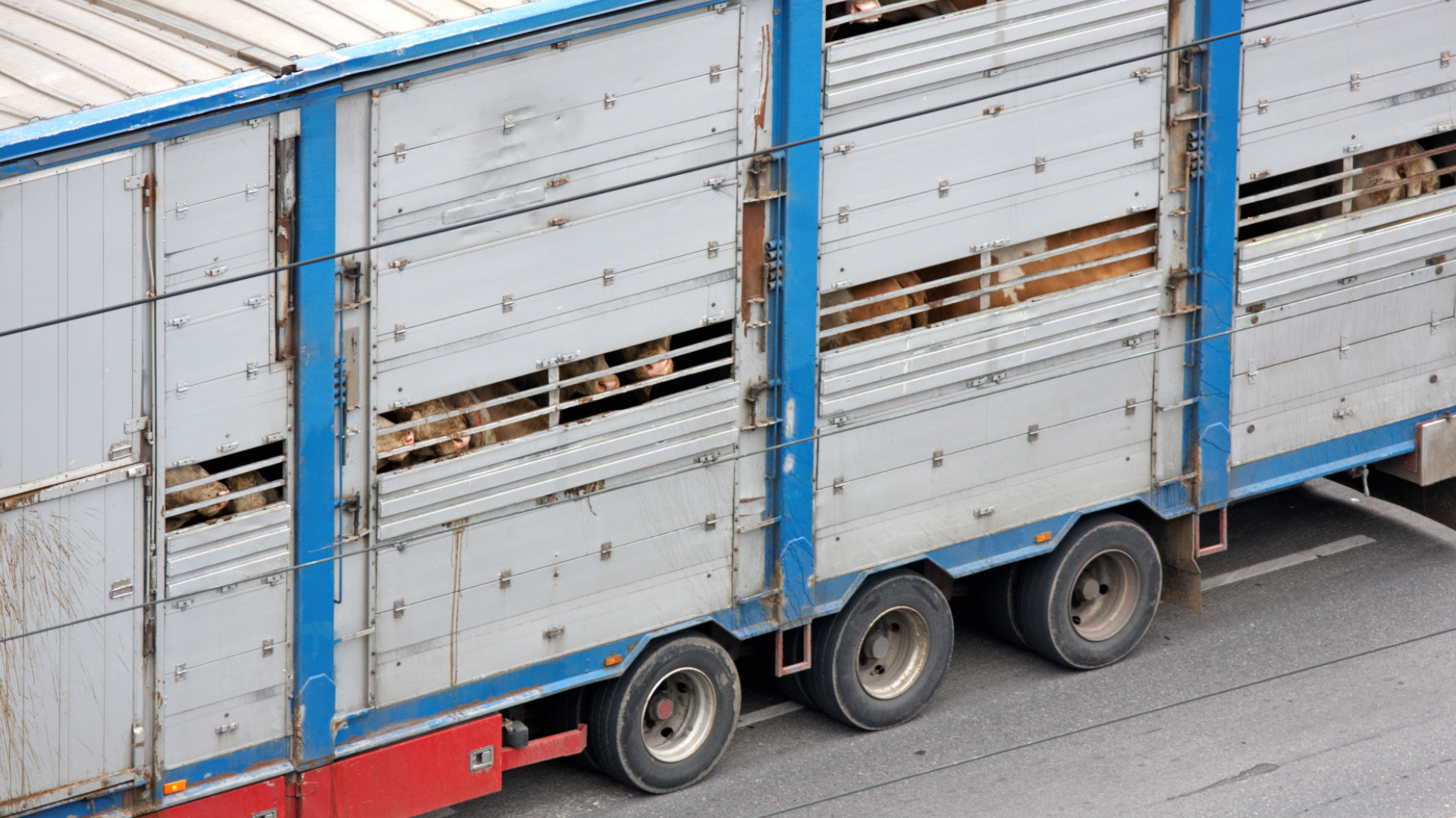 Tiertransporte in Drittstaaten