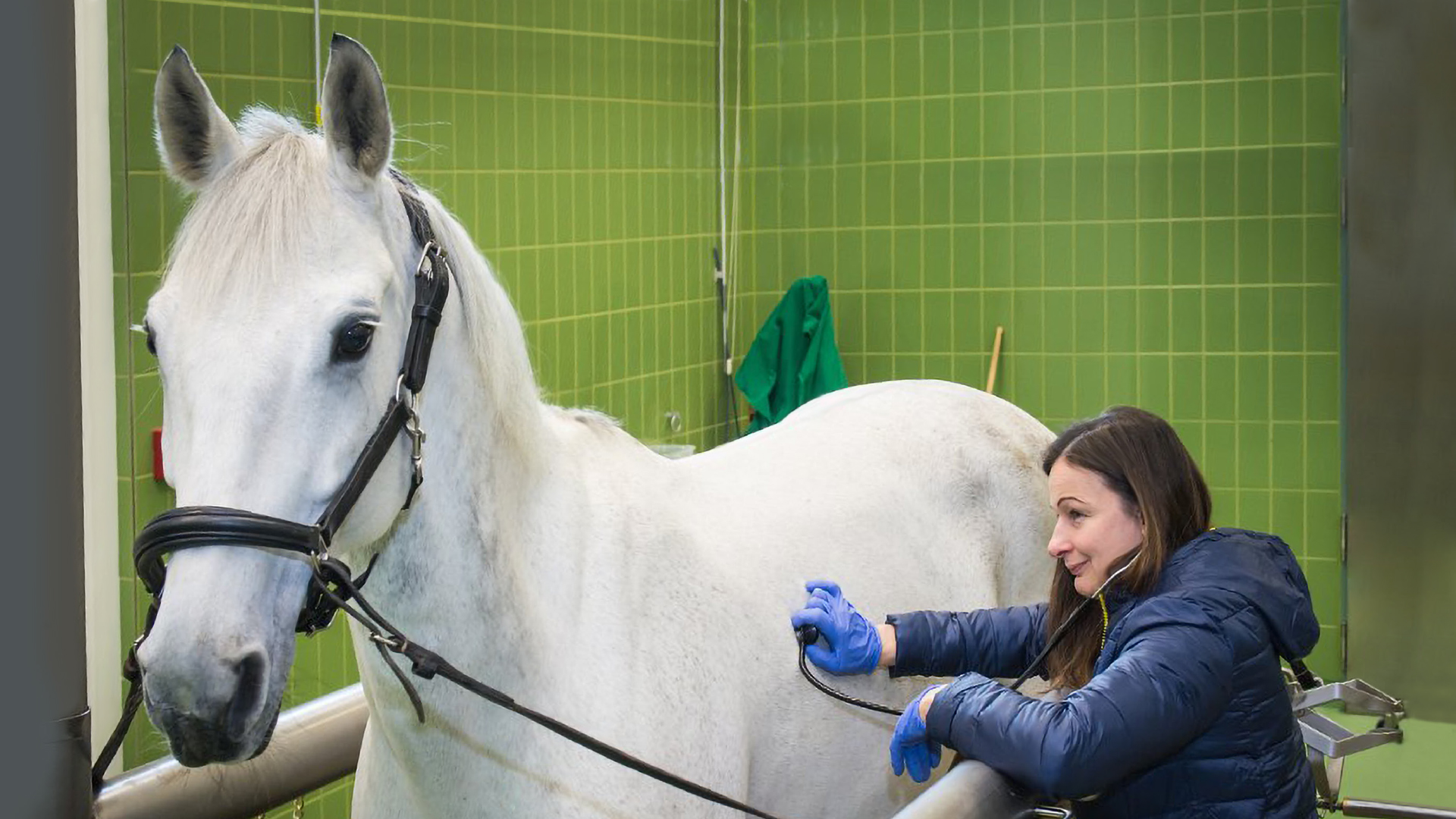 Frau in pferd kommt Können Mädchen