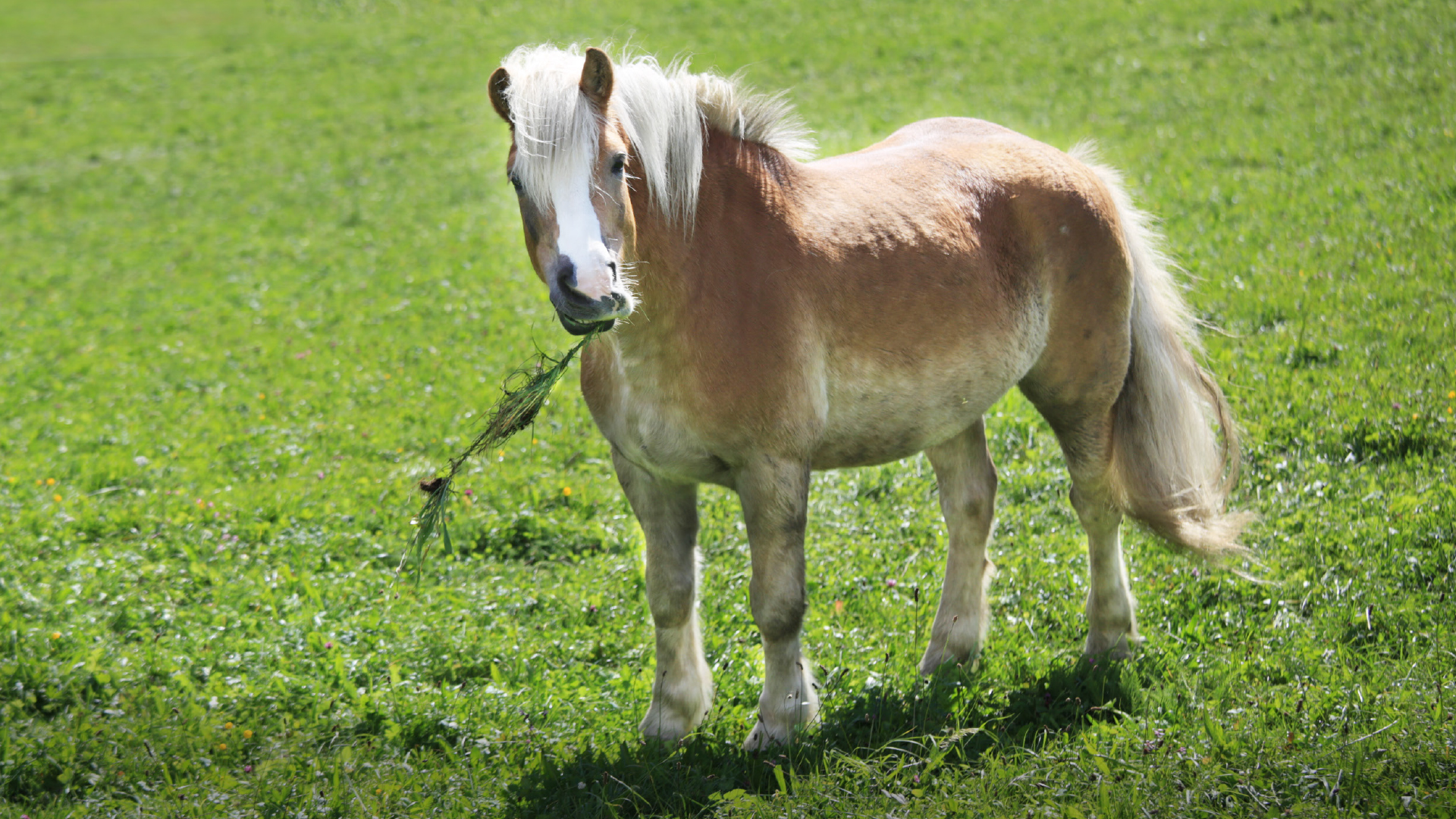 Stoffwechselerkrankungen beim Pferd