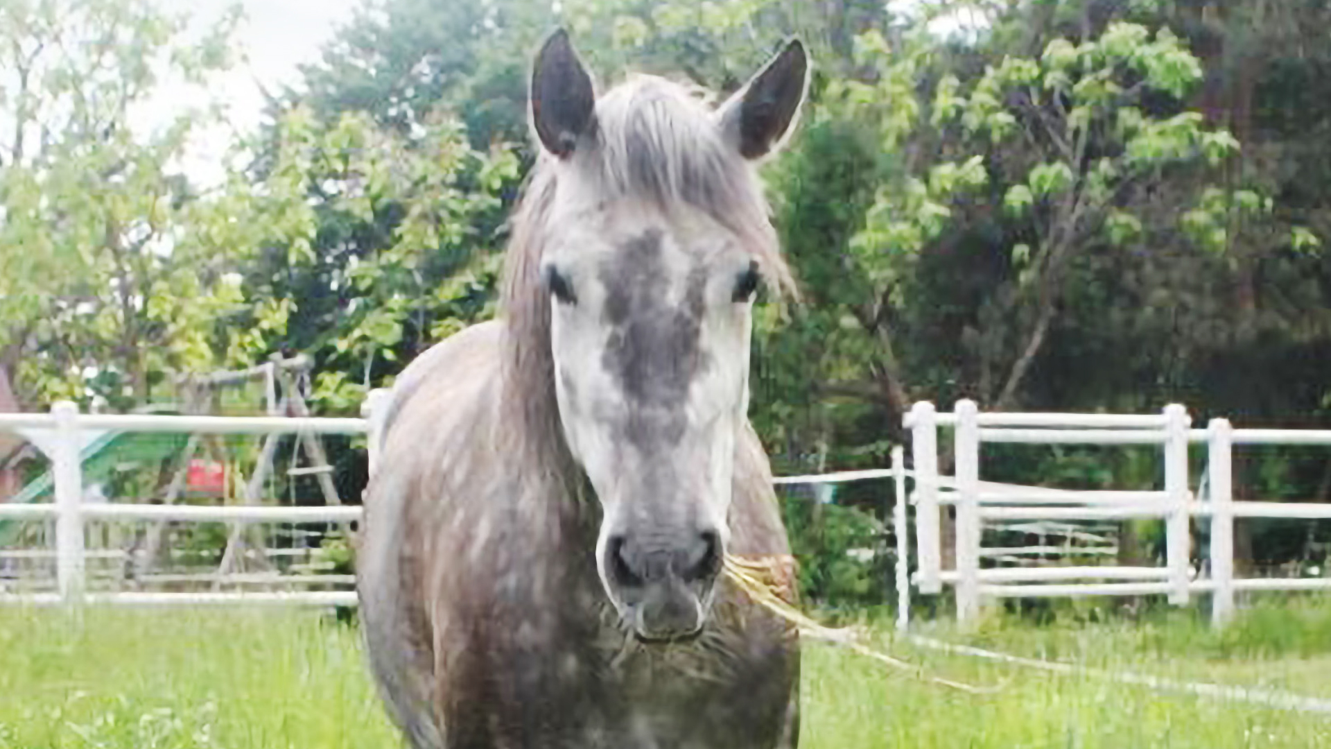 Stoffwechselerkrankungen beim Pferd