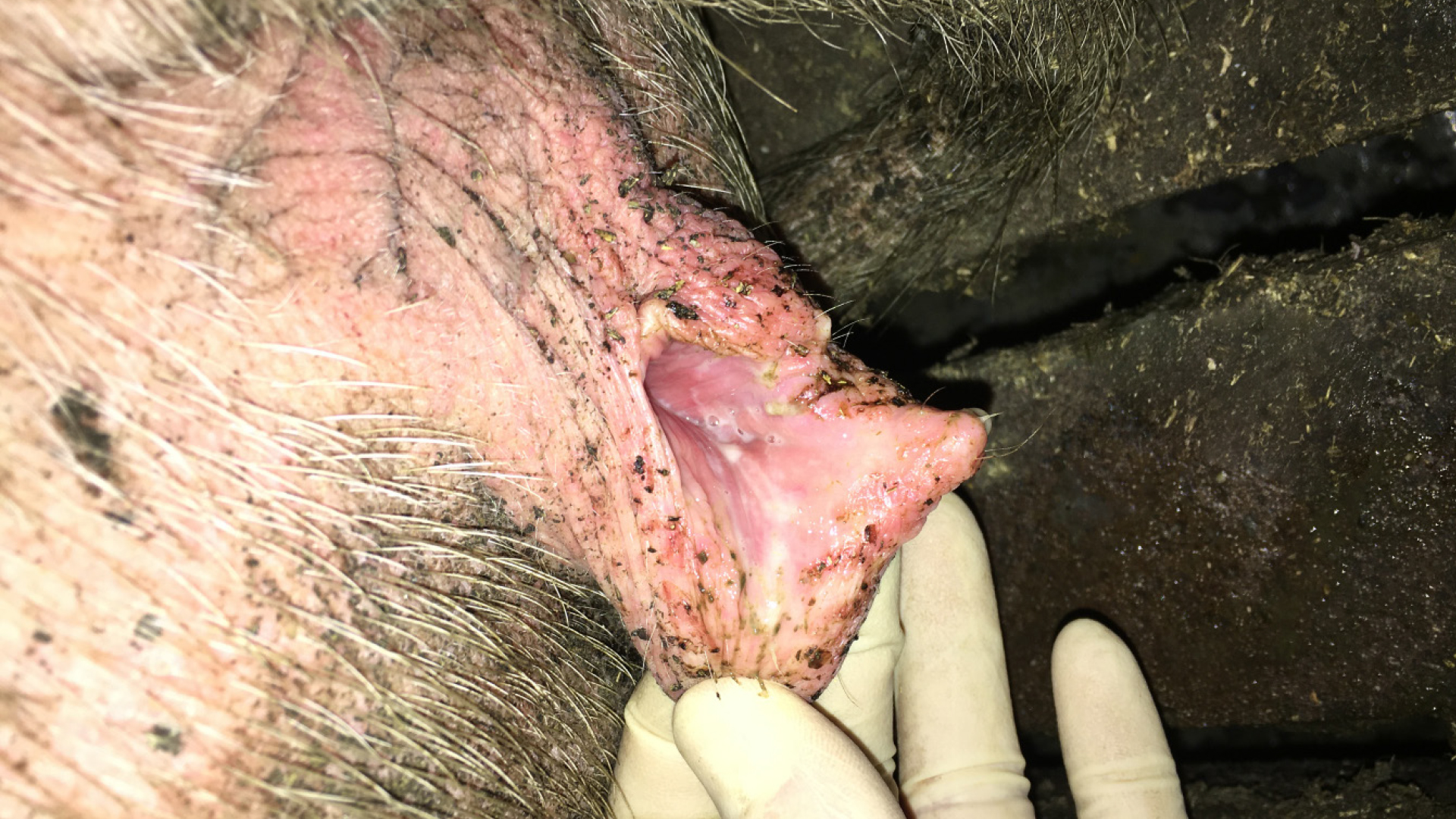Chlamydien im Reproduktionstrakt beim Schwein