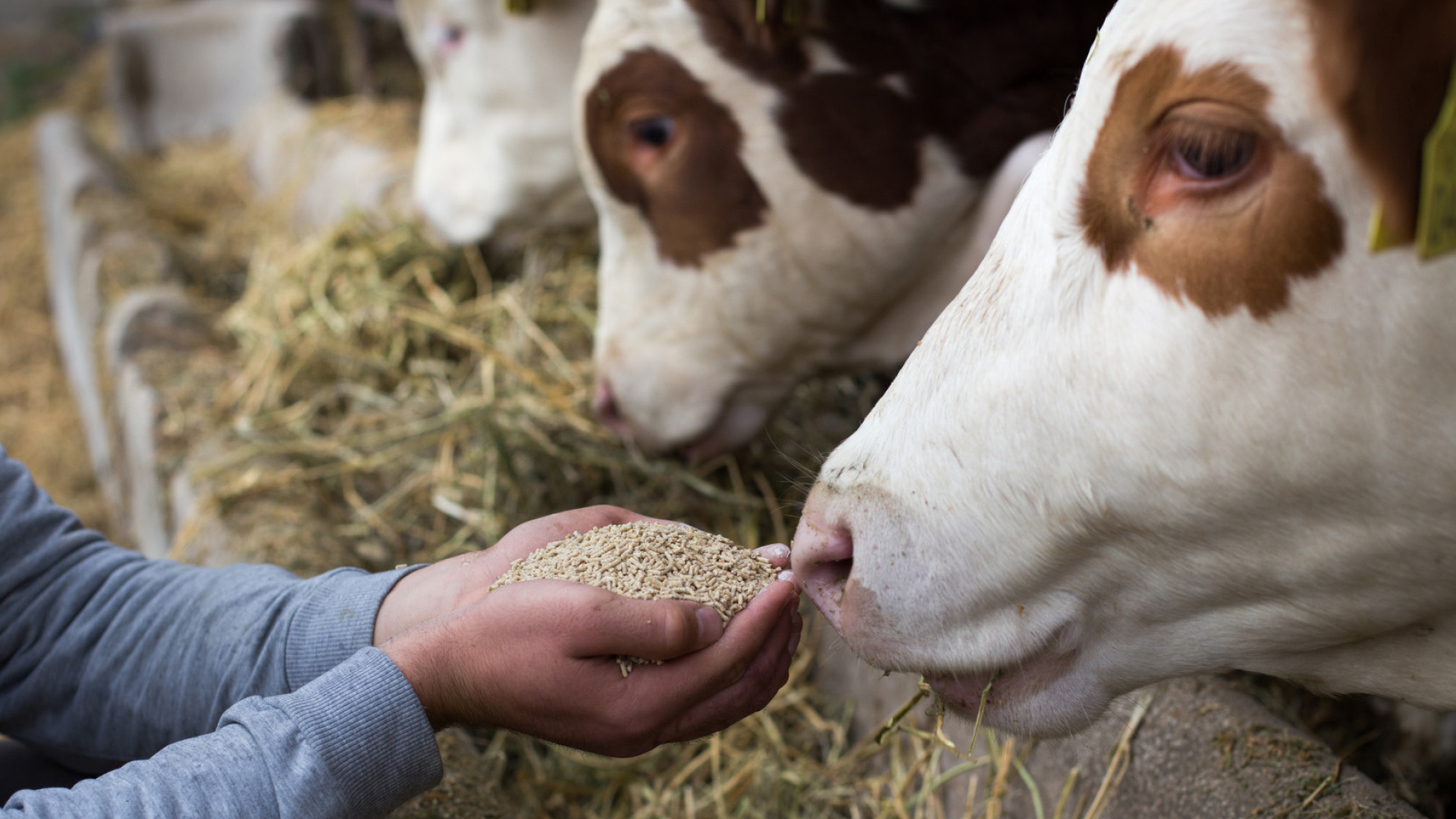 Big-Data-Strategie für Tierarzneimittel in der EU