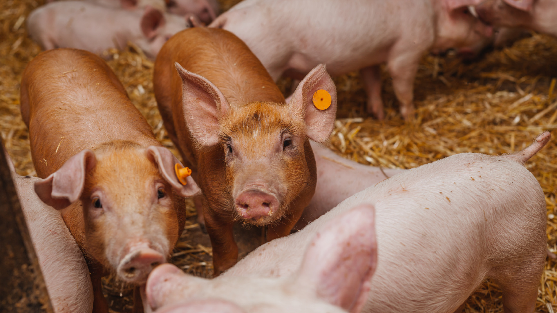 Herdengesundheit in der Schweinemedizin