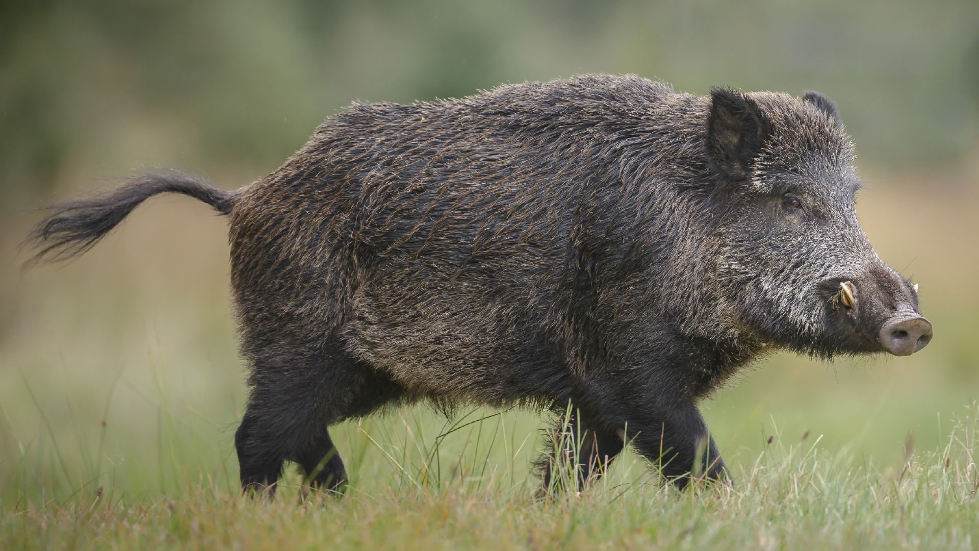 Afrikanische Schweinepest