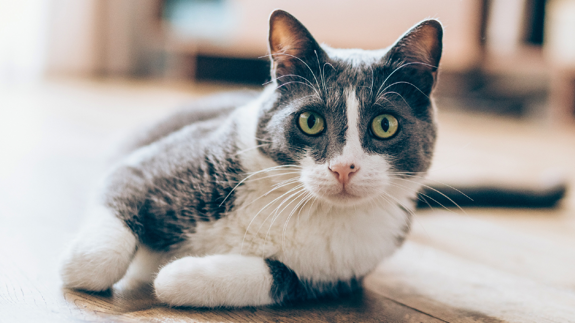 Katze Bauchspeicheldrüsenentzündung Futter