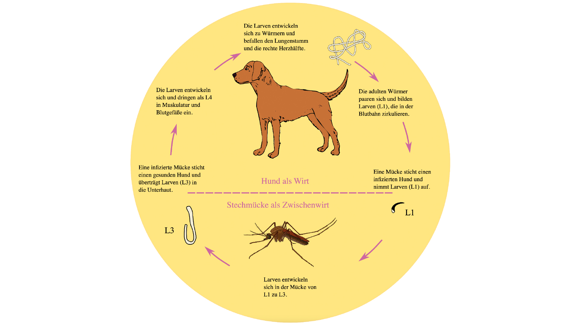 PARASITEN-KATZEN-HUNDE