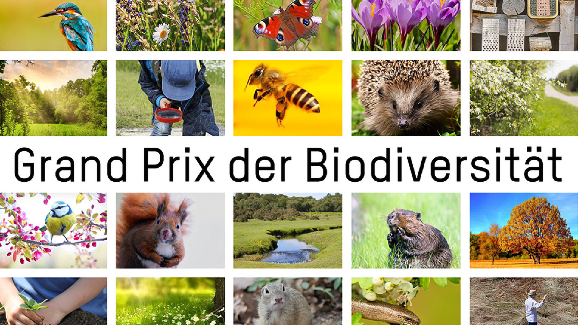 Wettbewerb für Biodiversität 