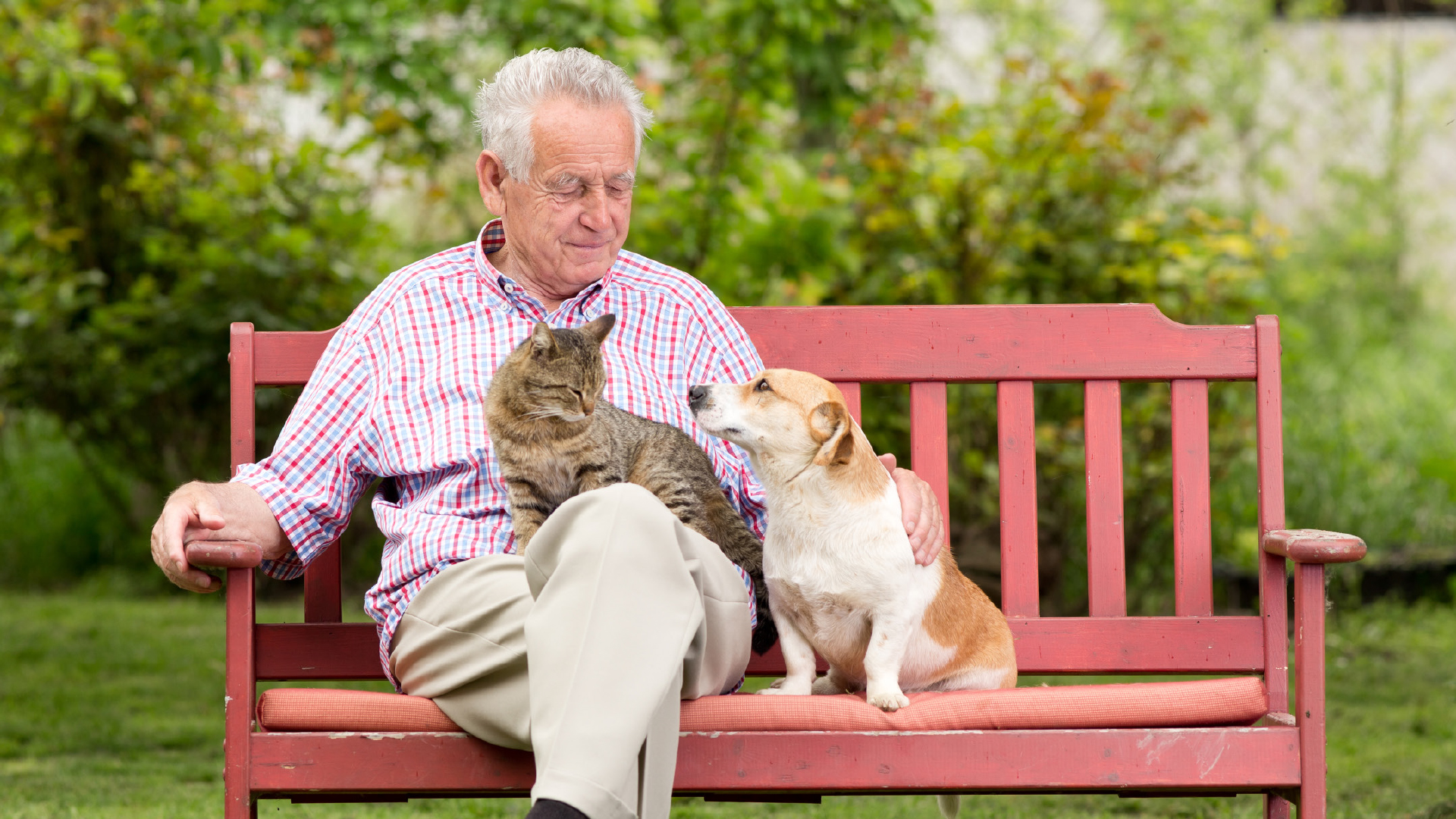 Neurologische Erkrankungen bei älteren Hunden und Katzen