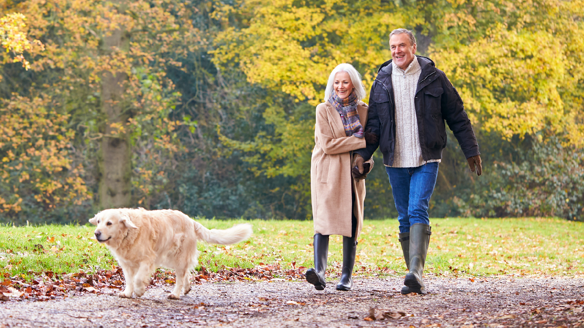 Neurologische Erkrankungen bei älteren Hunden und Katzen