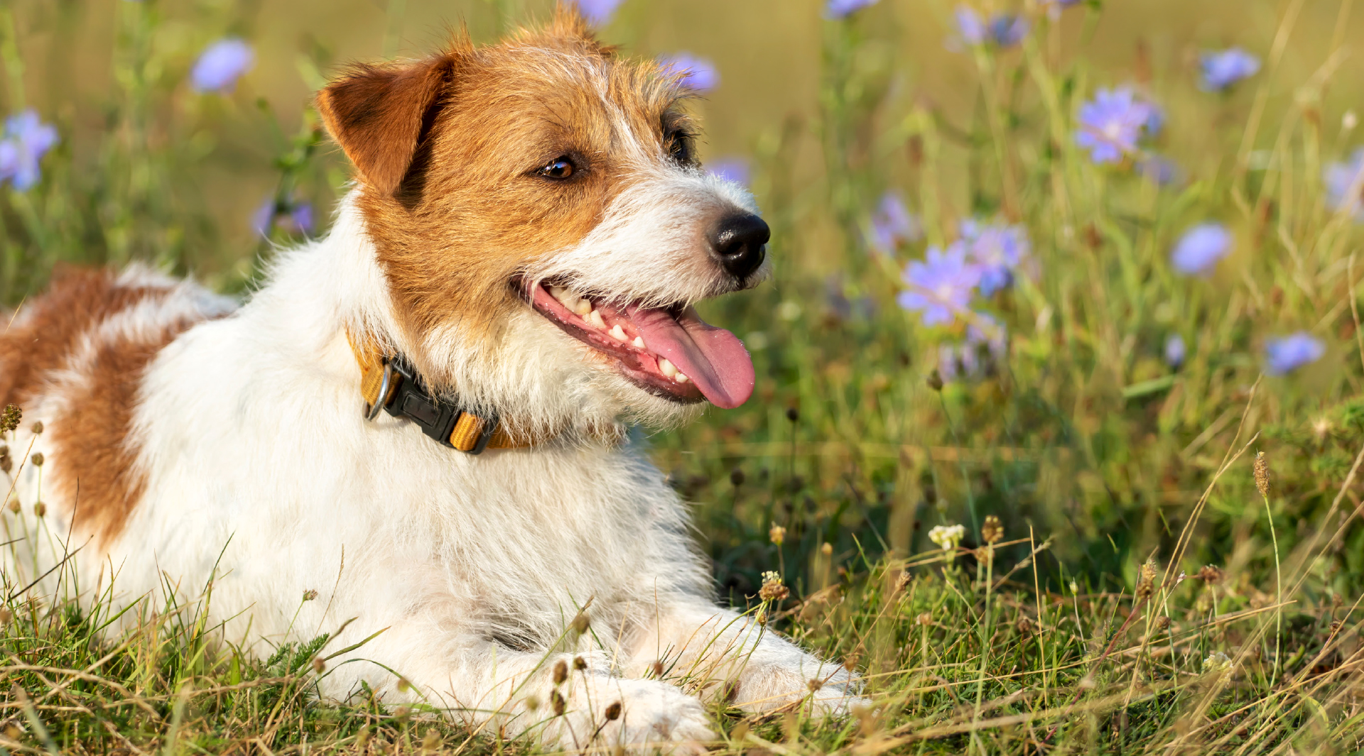 Hundegesundheit