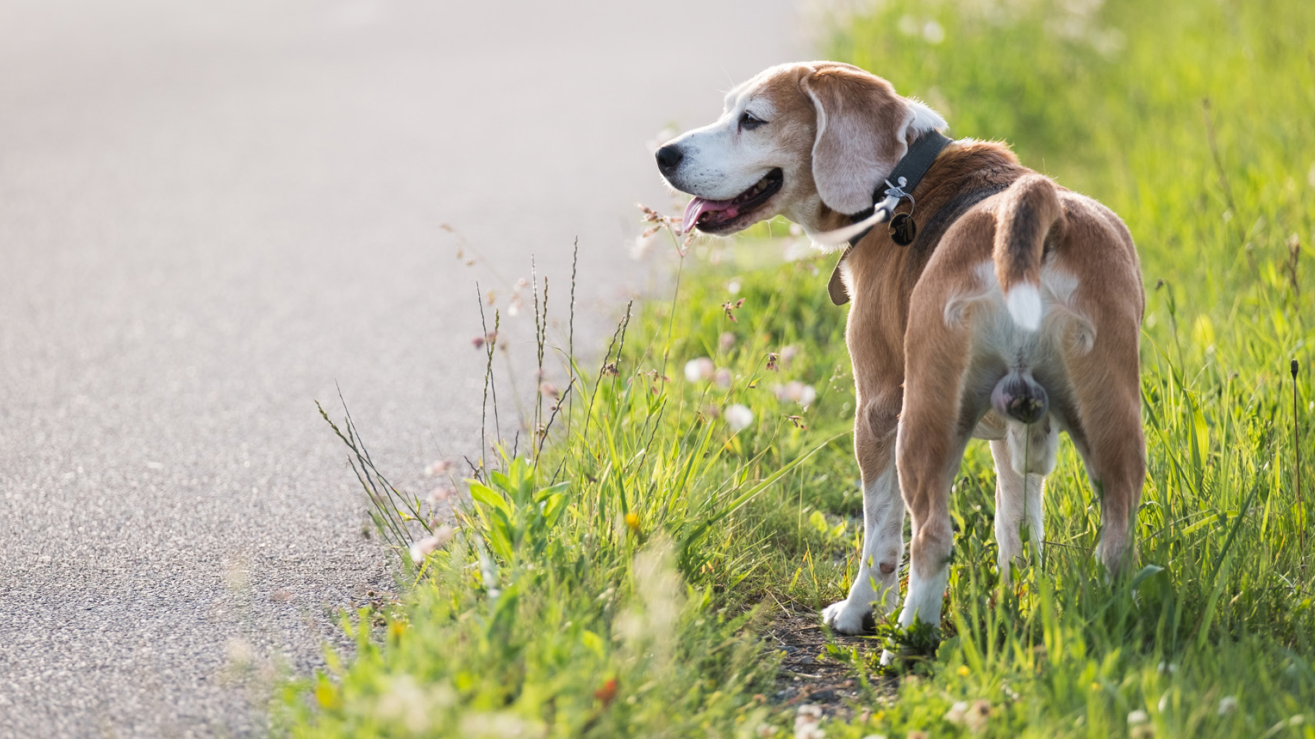 Hunde Kastration