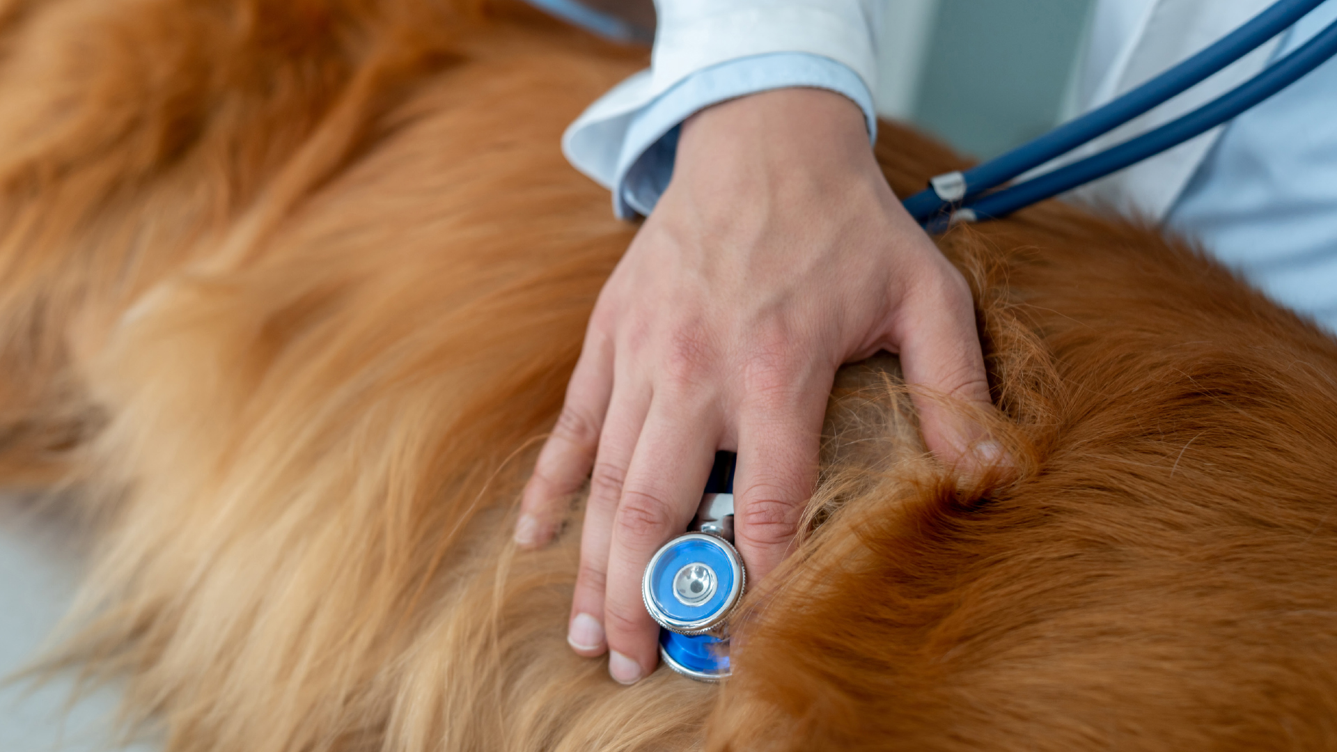 Therapie von Hunden, Mitralklappenendokardiose