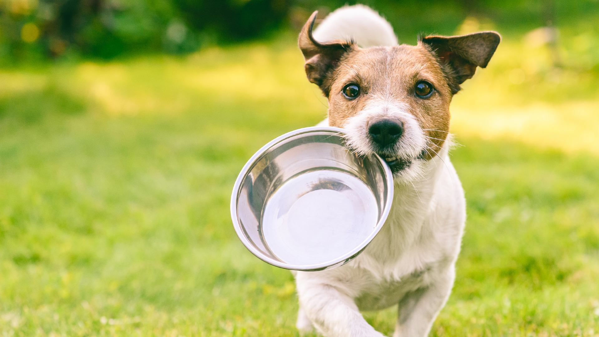 Hundeernährung