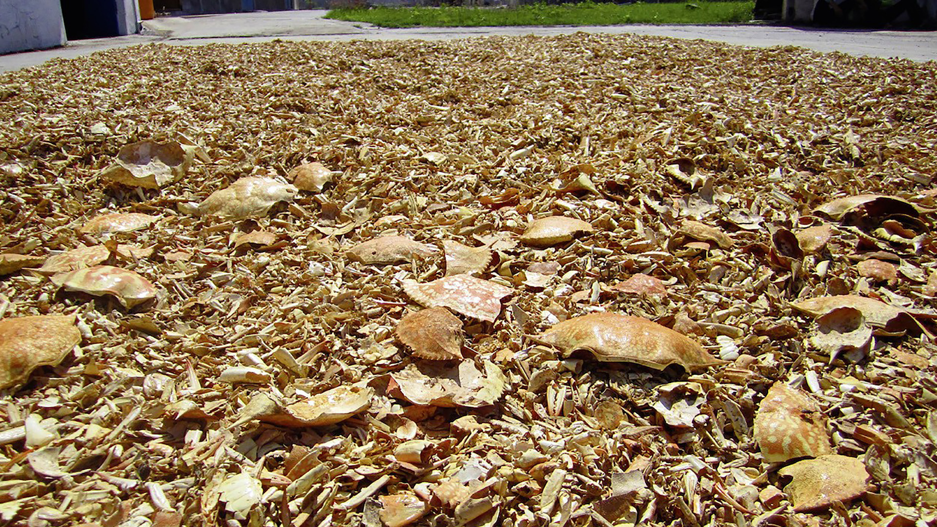 Krabbenschalen und Bäume ersetzen Plastik