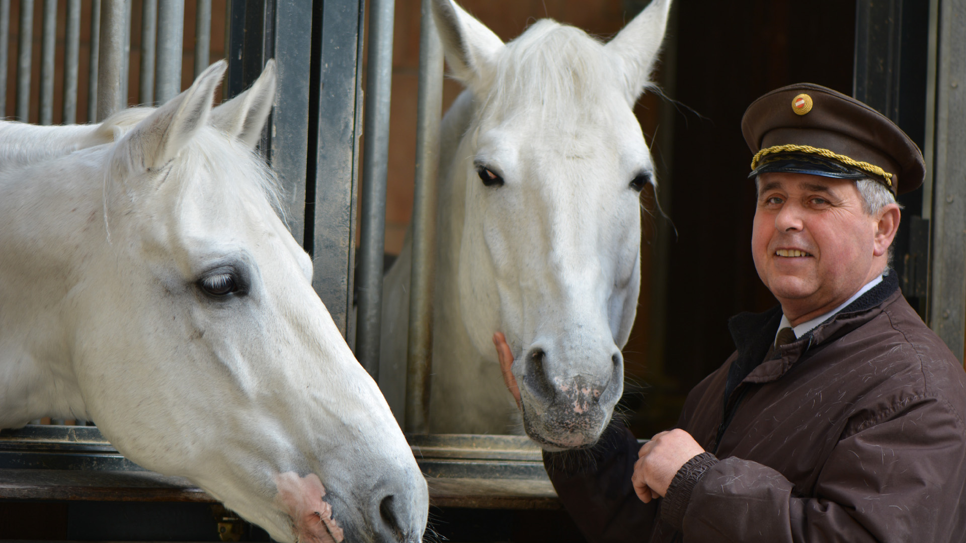 Die Lipizzaner – ein Blick hinter die Kulissen