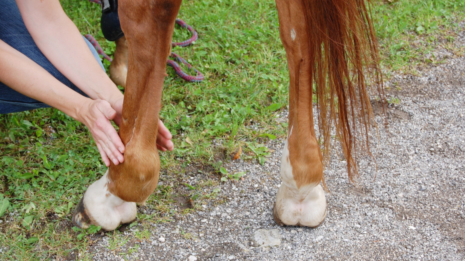 Manuelle Therapie beim Pferd