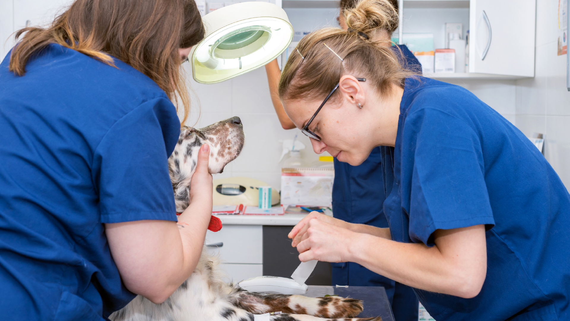 Tierärztlicher Notdienst