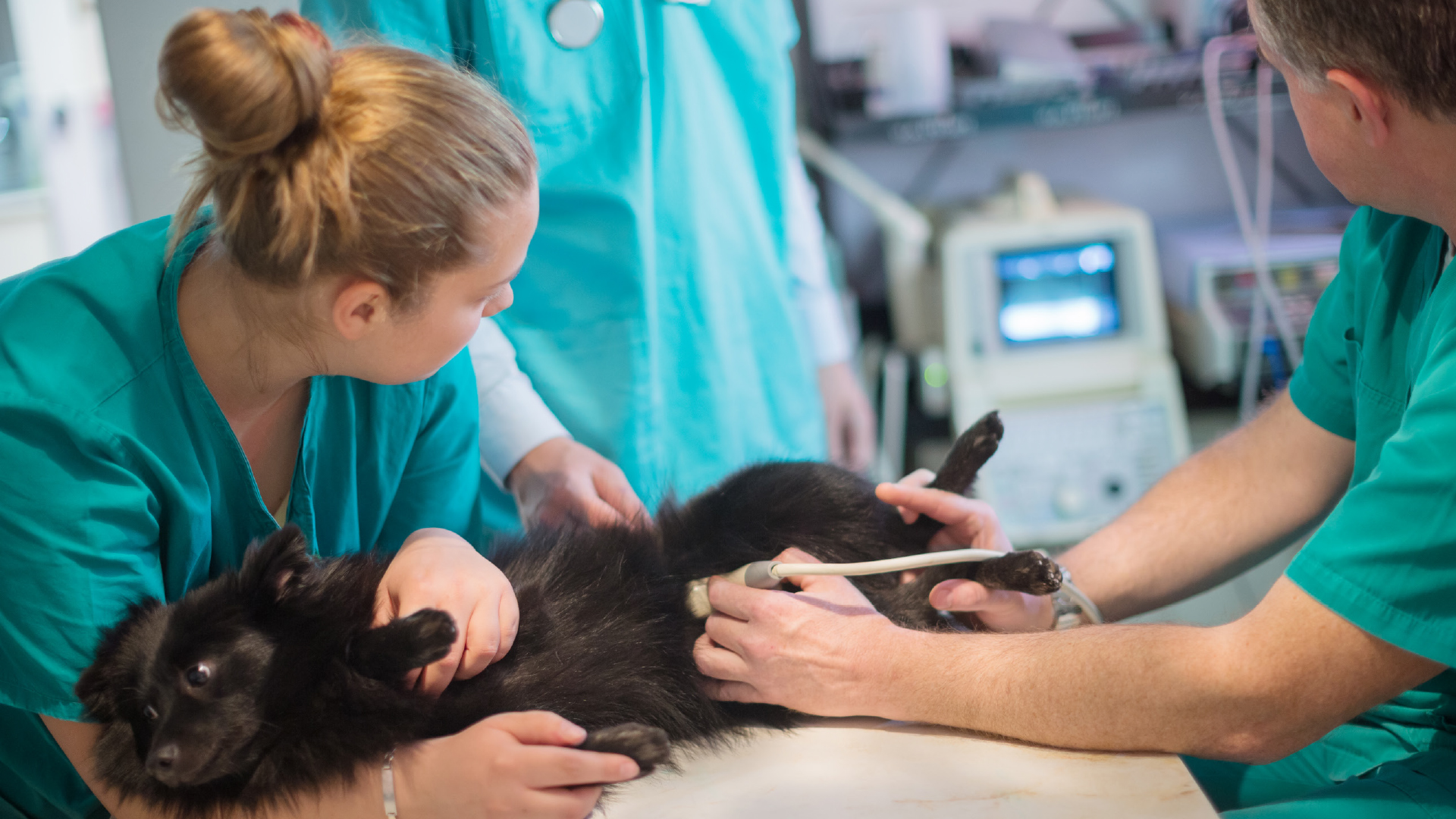 Stress in der Tierklinik