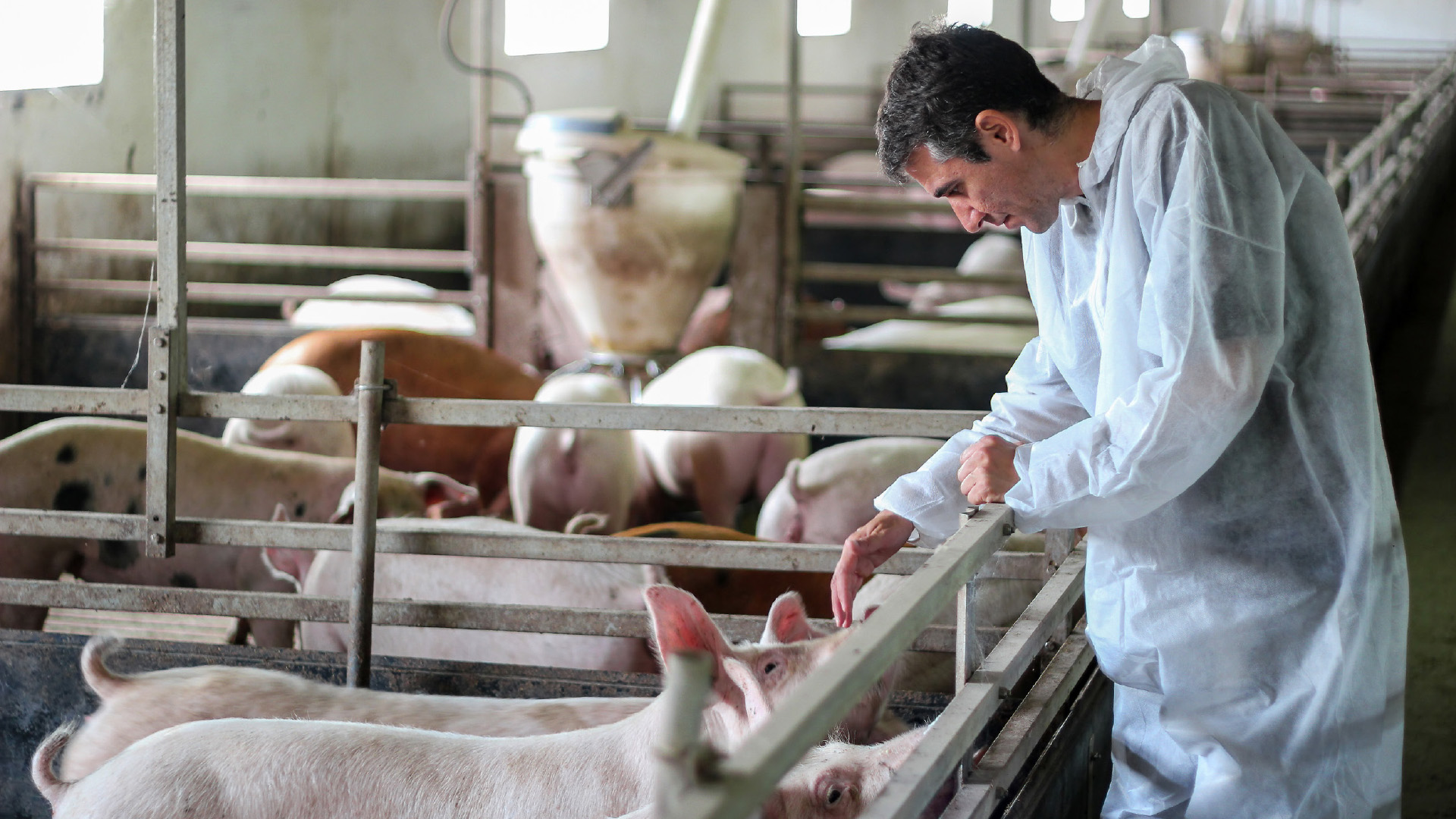 Schweinegesundheit