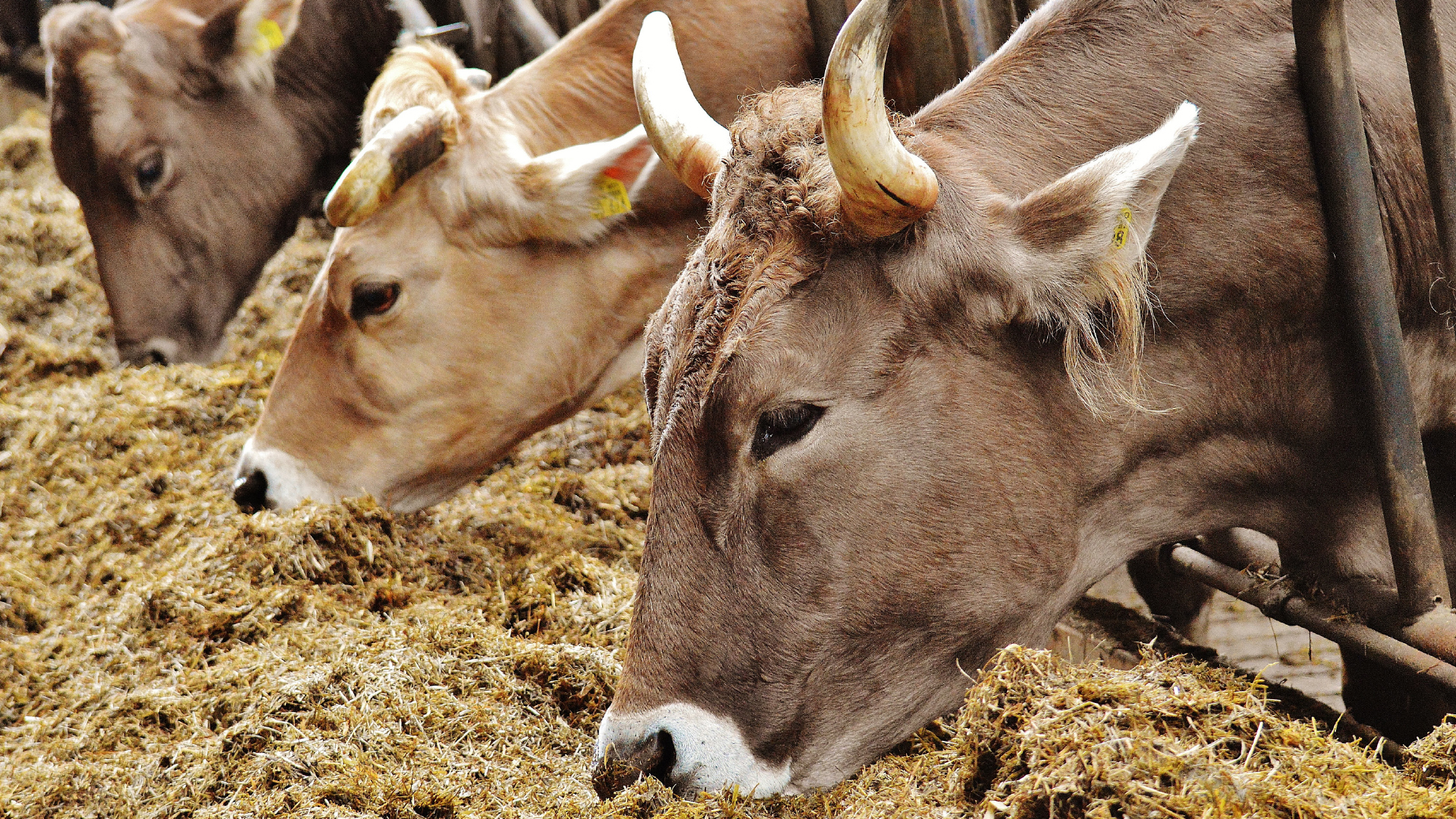 Stallspezifische Impfstoffe und Autovakzinen