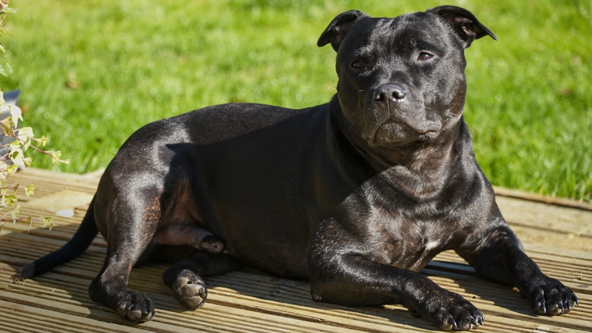 Staffordshire-Terrier-Showrüden