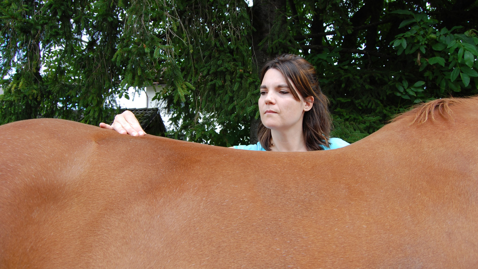 Tierphysiotherapie