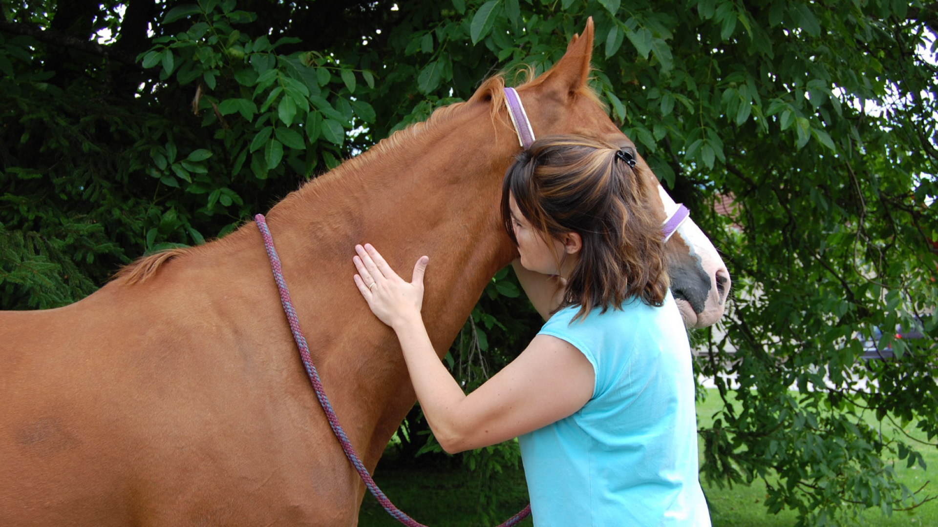 Tierphysiotherapie