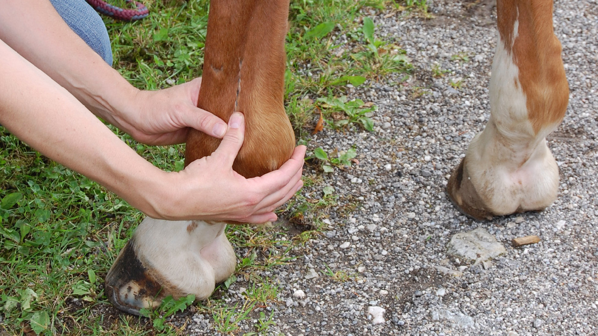 Tierphysiotherapie