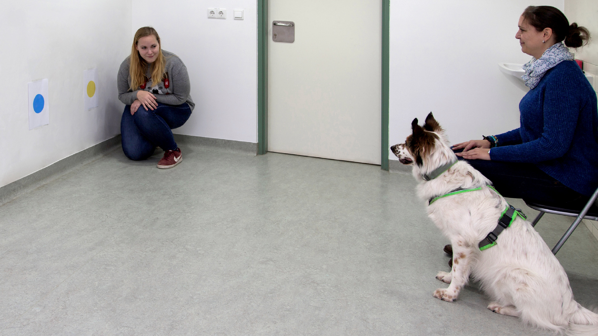 Überimitation bei  Hunden