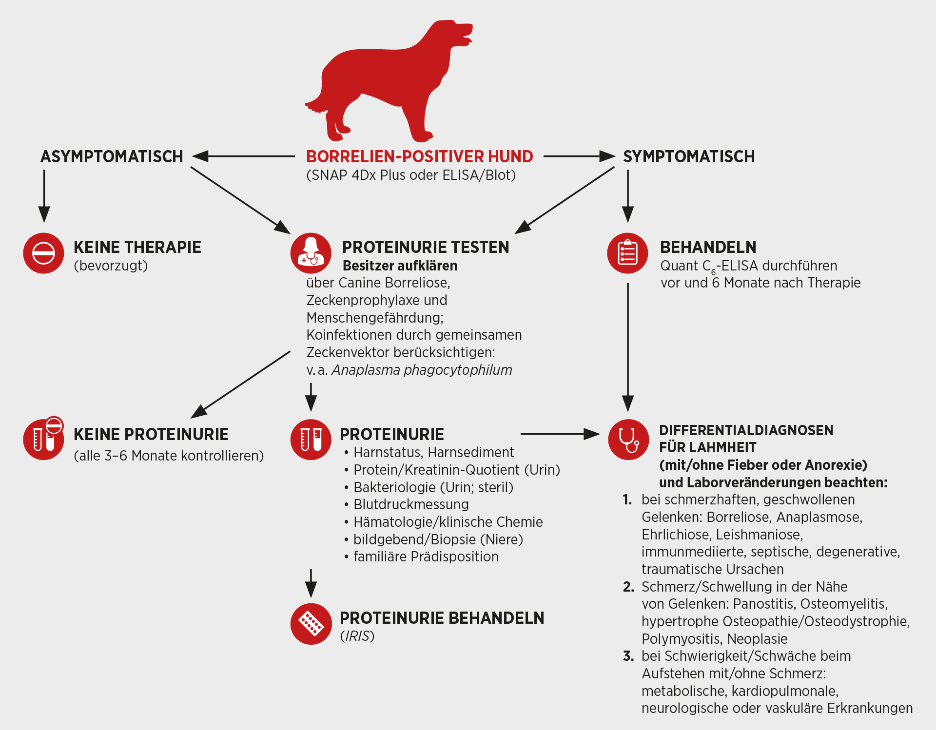 Zeckenübertragene Erkrankungen beim Hund