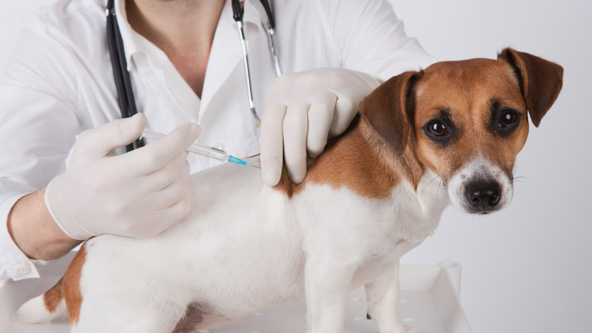 Impfen von Hunden und Katzen