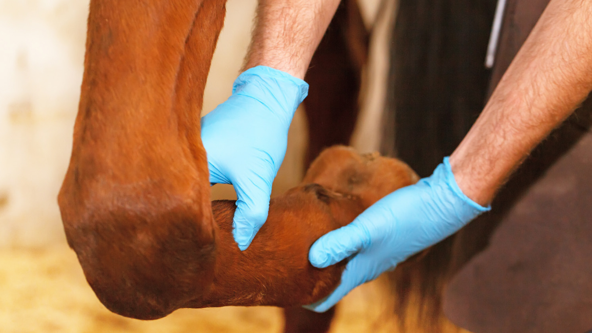 Schmerzerkennung in der Veterinärmedizin