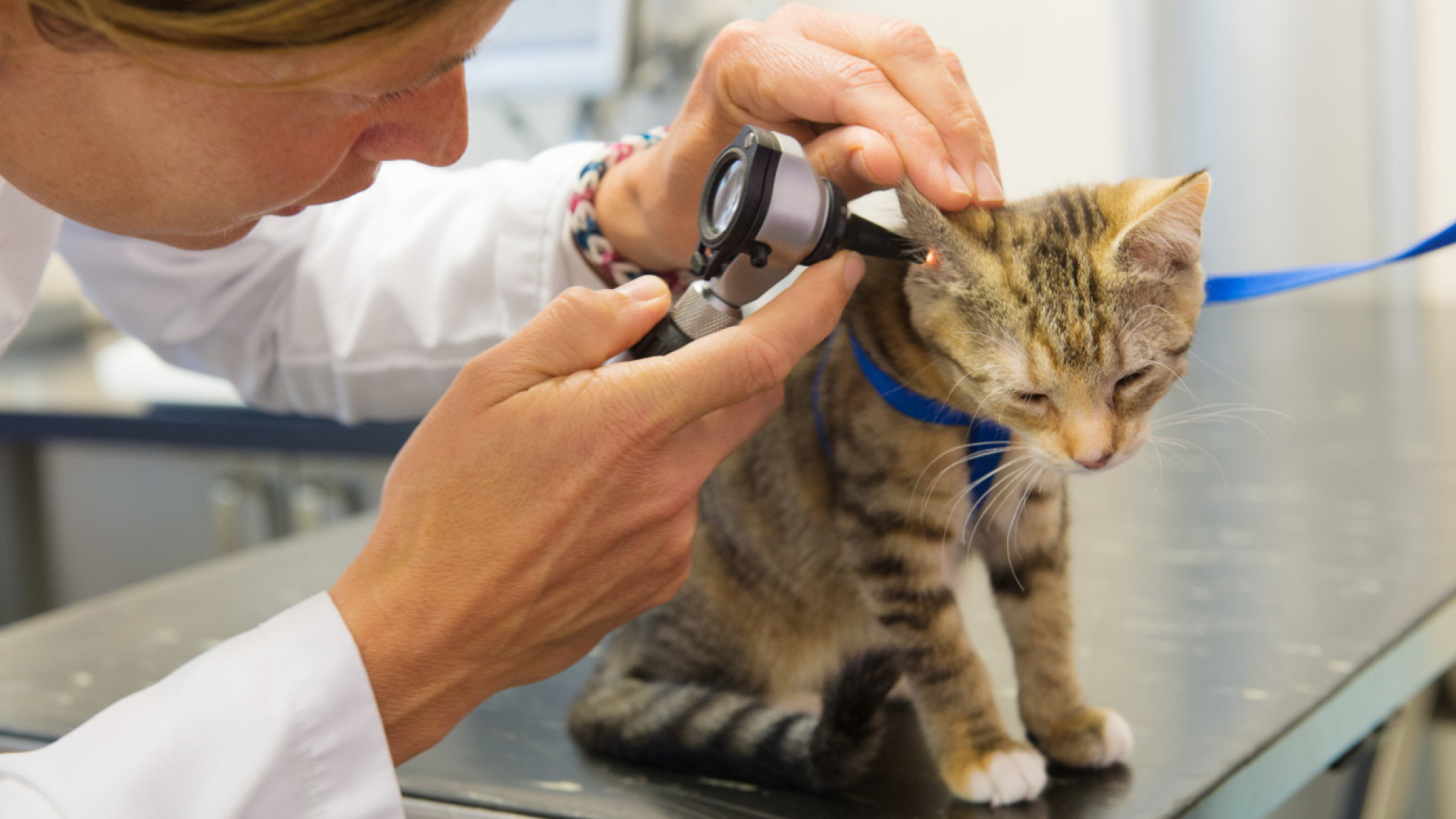 chmerzerkennung in der Veterinärmedizin