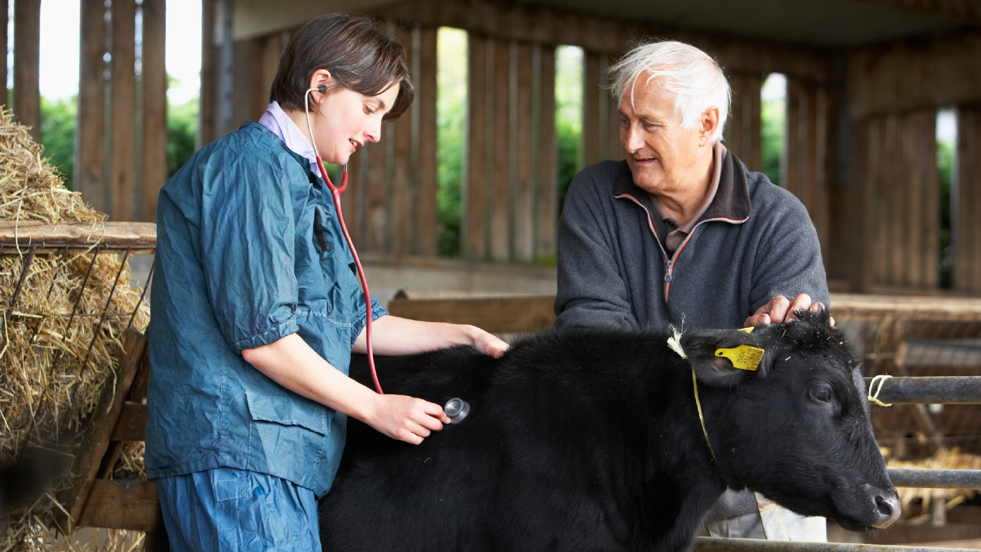 Initiative tiermedizinische Schmerztherapie